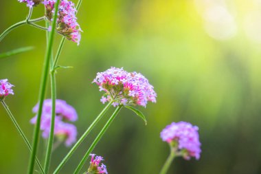 Renkli çiçeklerin arkaplan resmi