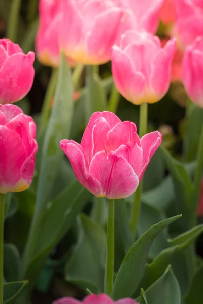 Schöner Strauß Tulpen. Bunte Tulpen. — Stockfoto