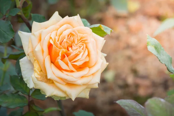 Rosas en el jardín — Foto de Stock