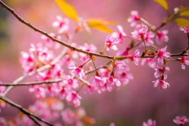 Sakura Chiang Mai, Tayland çiçek açan çiçek çiçekler
