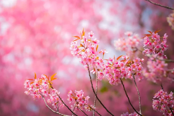 Sakura flowers blooming blossom in Chiang Mai, Thailand — Stock Photo, Image