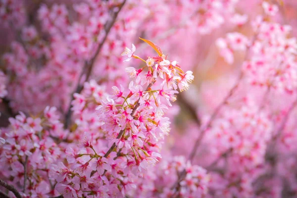 Sakura květiny kvetoucí květy v Chiang Mai, Thajsko — Stock fotografie