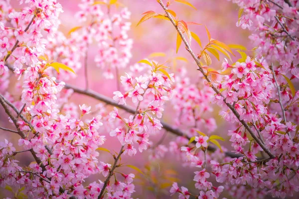 Sakura-Blumen blühen in Chiang Mai, Thailand — Stockfoto