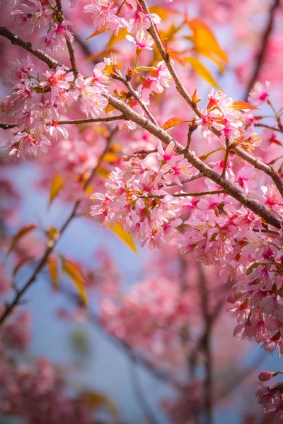 Sakura flowers blooming blossom in Chiang Mai, Thailand — Stock Photo, Image