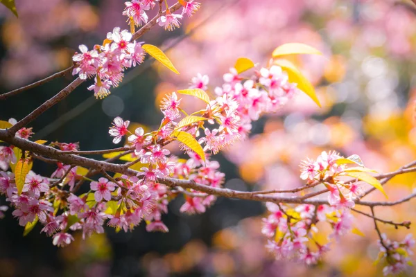 Sakura flowers blooming blossom in Chiang Mai, Thailand — Stock Photo, Image