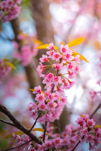 Sakura květiny kvetoucí květy v Chiang Mai, Thajsko — Stock fotografie