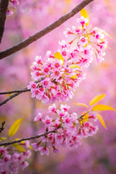 Sakura květiny kvetoucí květy v Chiang Mai, Thajsko — Stock fotografie