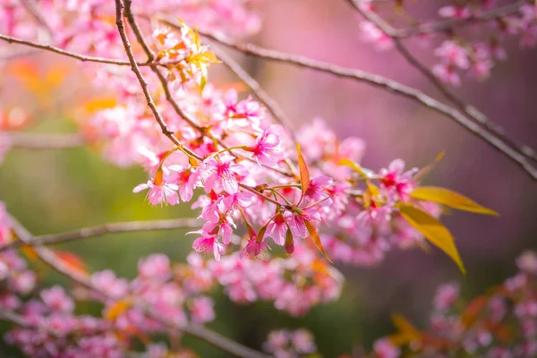 樱花花正在盛开的花朵，在泰国清迈 — 图库照片