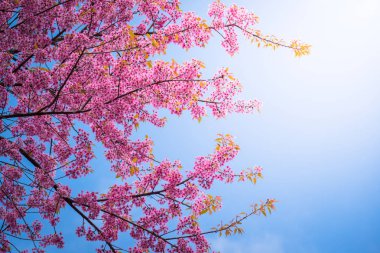 Sakura Chiang Mai, Tayland çiçek açan çiçek çiçekler