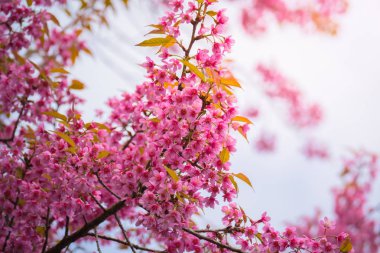 Sakura Chiang Mai, Tayland çiçek açan çiçek çiçekler