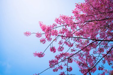 Sakura Chiang Mai, Tayland çiçek açan çiçek çiçekler