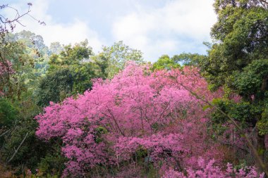 Sakura Chiang Mai, Tayland çiçek açan çiçek çiçekler