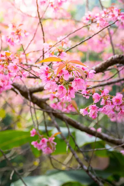 樱花花正在盛开的花朵，在泰国清迈 — 图库照片