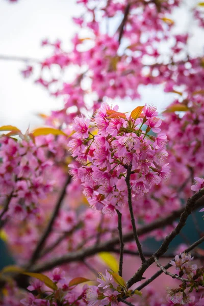 Sakura-Blumen blühen in Chiang Mai, Thailand — Stockfoto