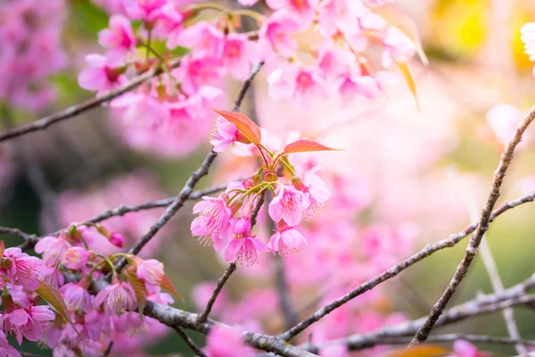 Sakura květiny kvetoucí květy v Chiang Mai, Thajsko — Stock fotografie