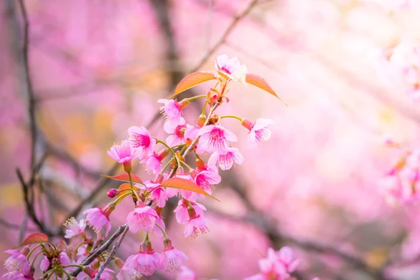 Sakura květiny kvetoucí květy v Chiang Mai, Thajsko — Stock fotografie