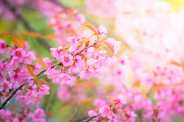 樱花花正在盛开的花朵，在泰国清迈 — 图库照片