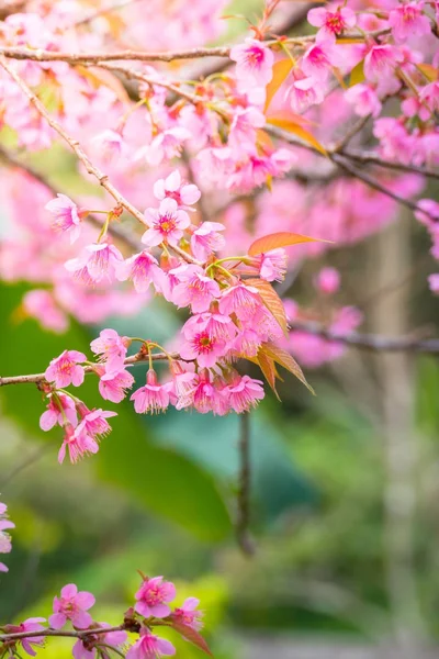 樱花花正在盛开的花朵，在泰国清迈 — 图库照片