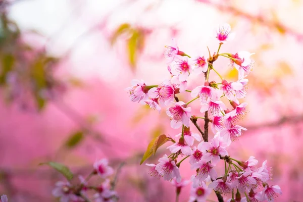 樱花花正在盛开的花朵，在泰国清迈 — 图库照片