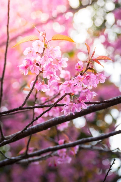 Sakura flowers blooming blossom in Chiang Mai, Thailand — Stock Photo, Image