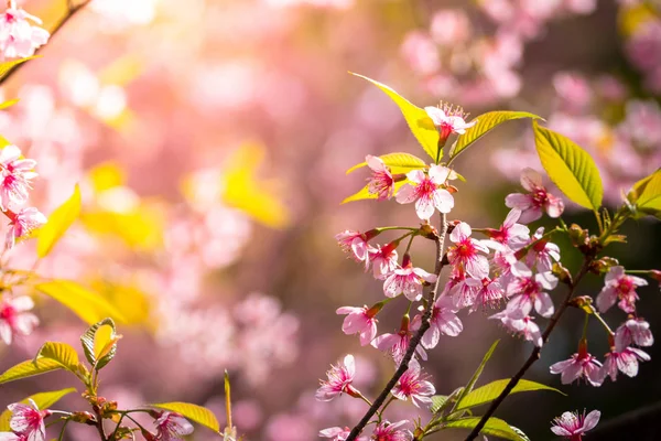 Sakura flowers blooming blossom in Chiang Mai, Thailand — Stock Photo, Image