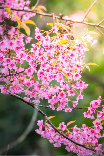 Цветущие цветы сакуры в Чиангмае, Таиланд — стоковое фото