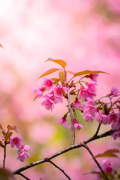 Sakura flowers blooming blossom in Chiang Mai, Thailand — Stock Photo, Image