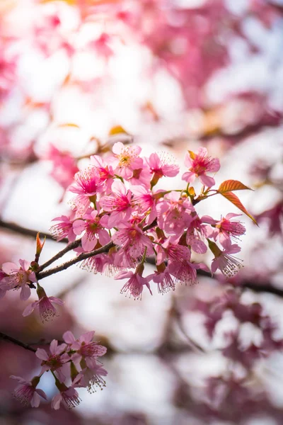 Sakura květiny kvetoucí květy v Chiang Mai, Thajsko — Stock fotografie