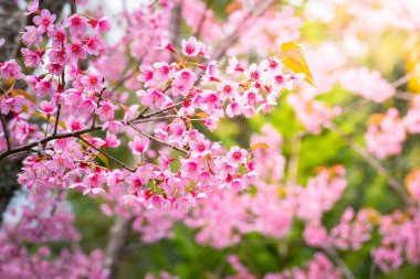 Sakura Chiang Mai, Tayland çiçek açan çiçek çiçekler