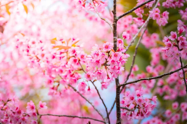 樱花花正在盛开的花朵，在泰国清迈 — 图库照片