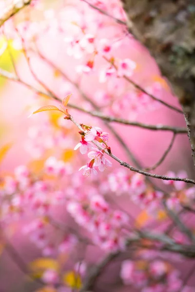 Fleurs Sakura floraison à Chiang Mai, Thaïlande — Photo