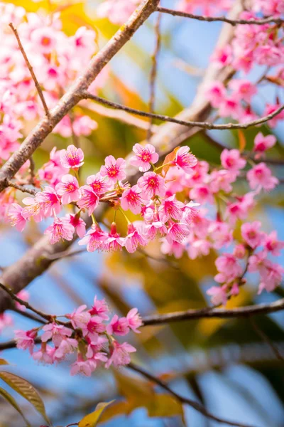 Sakura flowers blooming blossom in Chiang Mai, Thailand — Stock Photo, Image