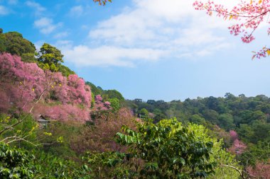 Sakura Chiang Mai, Tayland çiçek açan çiçek çiçekler