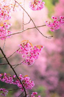 Sakura Chiang Mai, Tayland çiçek açan çiçek çiçekler