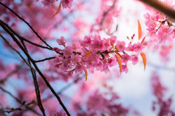 Sakura kwiat kwitnący kwitnąć w Chiang Mai, Tajlandia — Zdjęcie stockowe