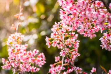 Sakura Chiang Mai, Tayland çiçek açan çiçek çiçekler