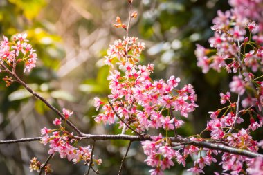 Sakura Chiang Mai, Tayland çiçek açan çiçek çiçekler
