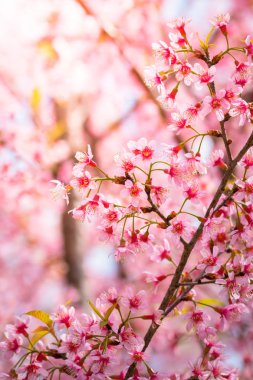 Sakura Chiang Mai, Tayland çiçek açan çiçek çiçekler