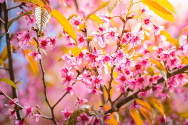 Sakura Chiang Mai, Tayland çiçek açan çiçek çiçekler