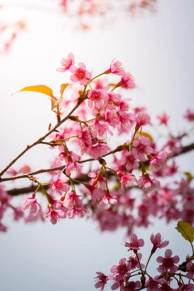 Sakura flowers blooming blossom in Chiang Mai, Thailand — Stock Photo, Image