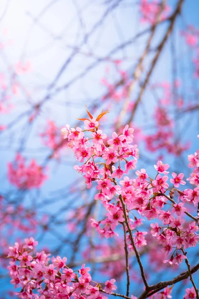 Sakura kwiat kwitnący kwitnąć w Chiang Mai, Tajlandia — Zdjęcie stockowe