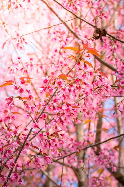 Sakura kwiat kwitnący kwitnąć w Chiang Mai, Tajlandia — Zdjęcie stockowe