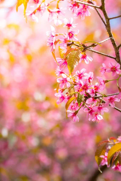 Sakura flowers blooming blossom in Chiang Mai, Thailand — Stock Photo, Image