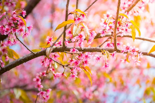 Sakura kwiat kwitnący kwitnąć w Chiang Mai, Tajlandia — Zdjęcie stockowe