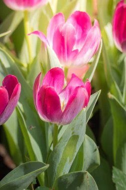 Lale güzel buket. renkli Lale.