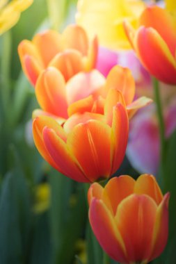 Lale güzel buket. renkli Lale.