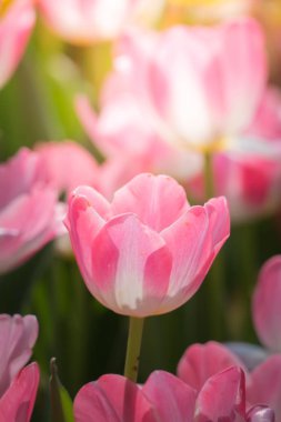 Lale güzel buket. renkli Lale.