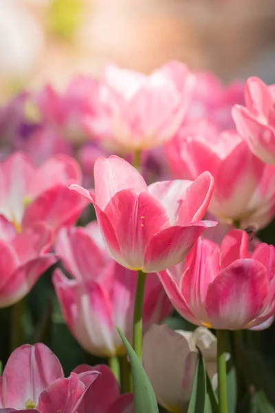 Beautiful bouquet of tulips. colorful tulips. — Stock Photo, Image