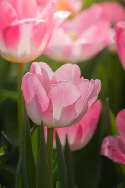 Hermoso ramo de tulipanes. tulipanes coloridos . — Foto de Stock