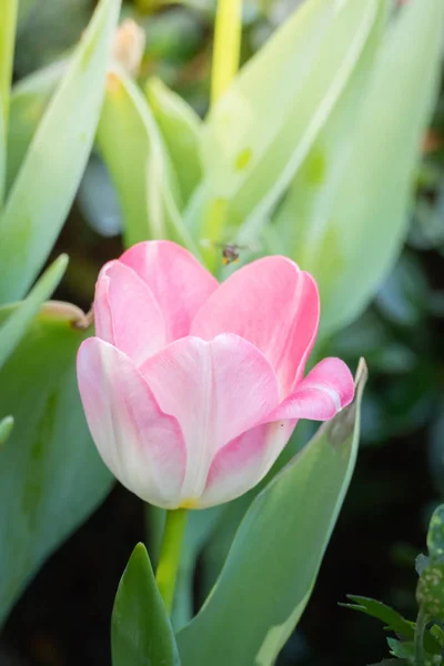 Belo buquê de tulipas. tulipas coloridas . — Fotografia de Stock